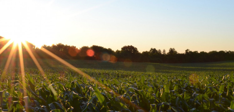 Assurance agricole